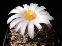 Thumbnail of 1623_Turbinicarpus frailensis_20140402_01(1).JPG